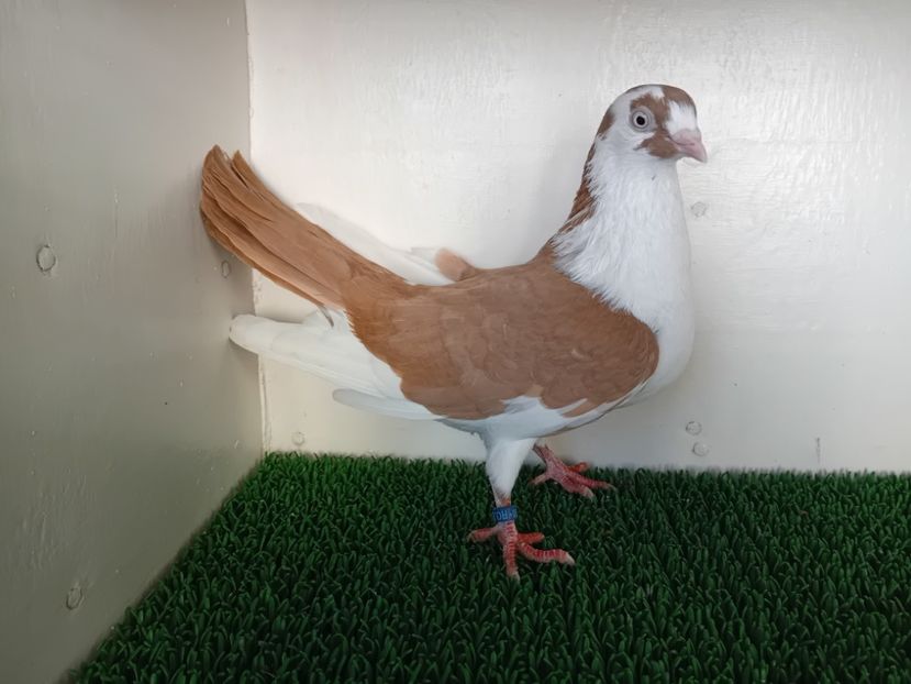  - JUCATORI DE GALATi DE VINZARE