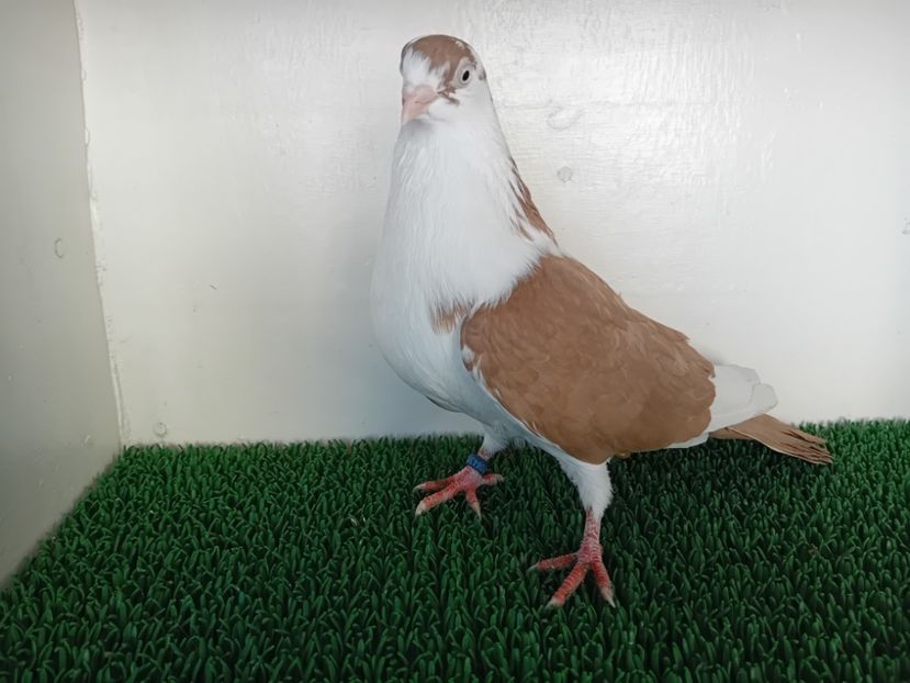 M3 - JUCATORI DE GALATi DE VINZARE