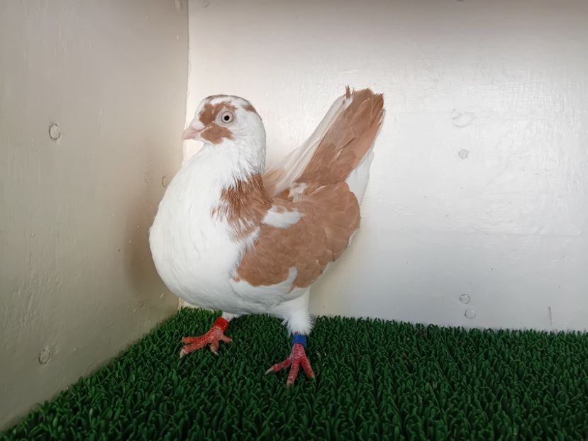  - JUCATORI DE GALATi DE VINZARE