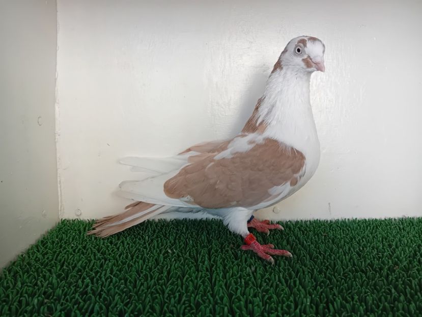  - JUCATORI DE GALATi DE VINZARE