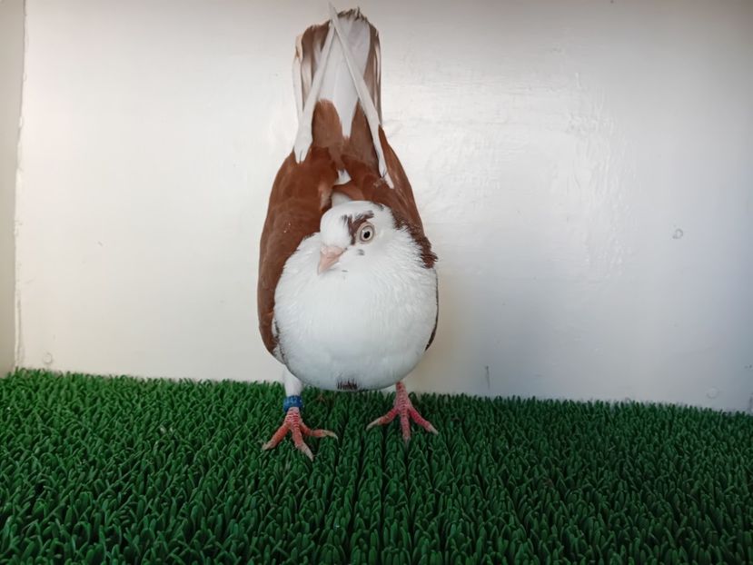  - JUCATORI DE GALATi DE VINZARE