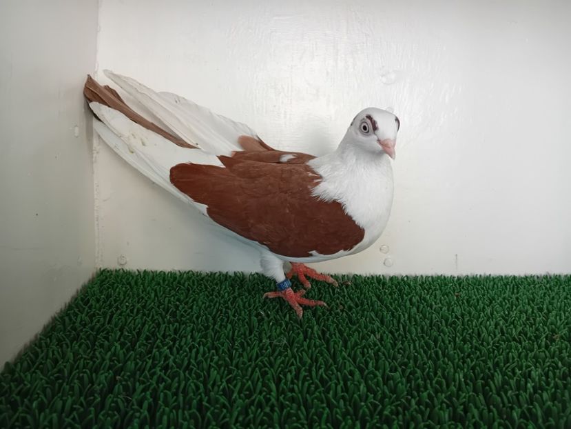  - JUCATORI DE GALATi DE VINZARE