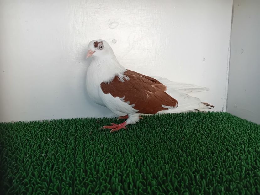  - JUCATORI DE GALATi DE VINZARE