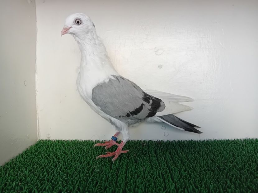  - JUCATORI DE GALATi DE VINZARE