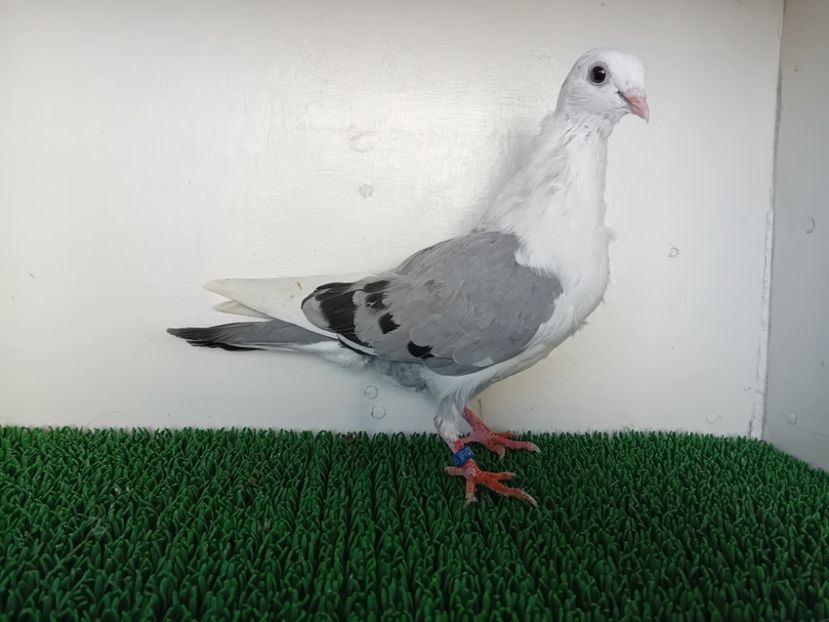  - JUCATORI DE GALATi DE VINZARE