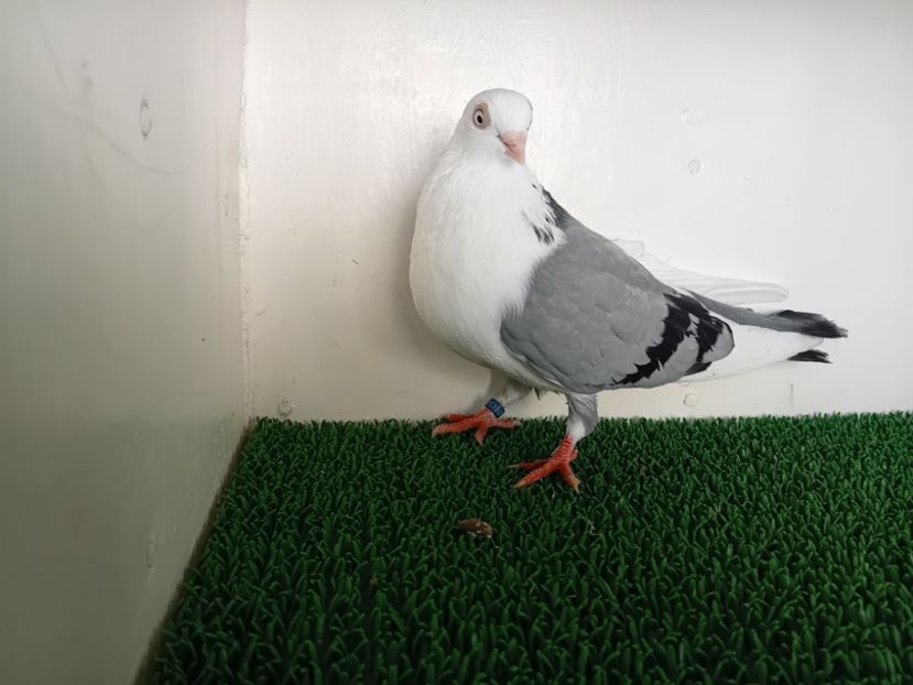  - JUCATORI DE GALATi DE VINZARE