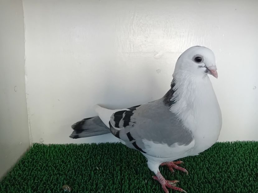  - JUCATORI DE GALATi DE VINZARE