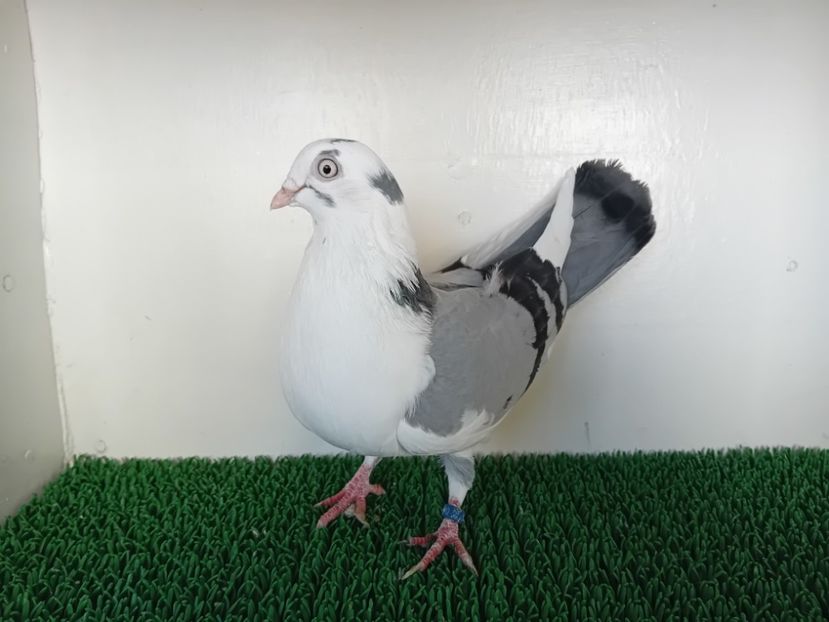  - JUCATORI DE GALATi DE VINZARE