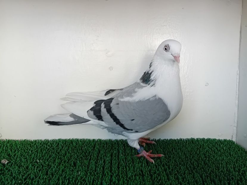  - JUCATORI DE GALATi DE VINZARE