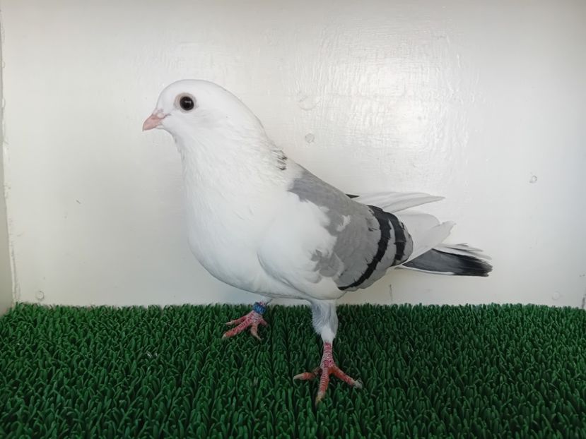  - JUCATORI DE GALATi DE VINZARE