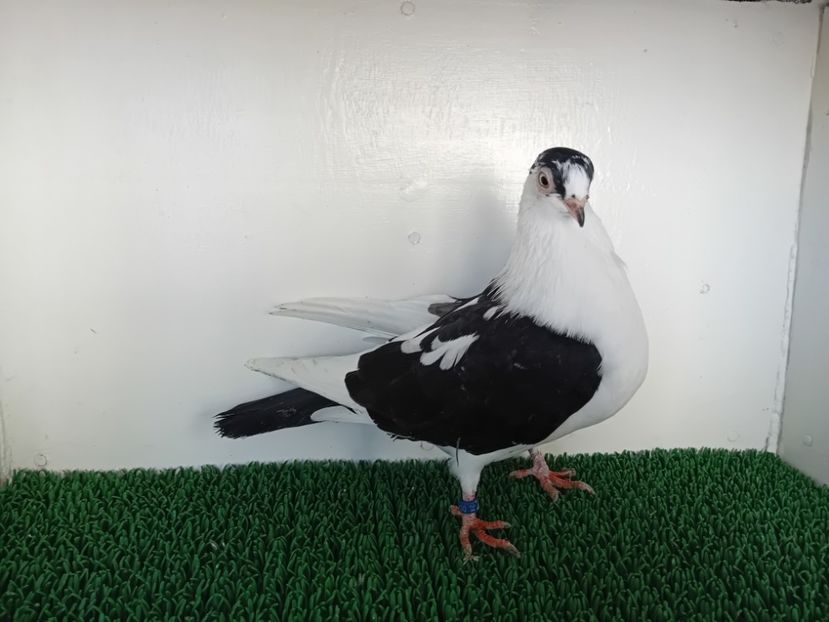  - JUCATORI DE GALATi DE VINZARE