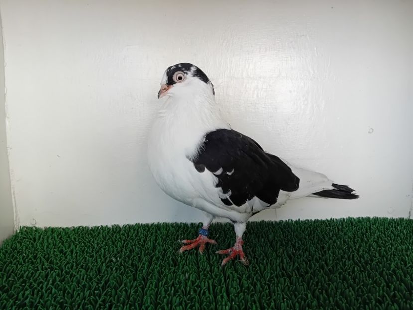  - JUCATORI DE GALATi DE VINZARE