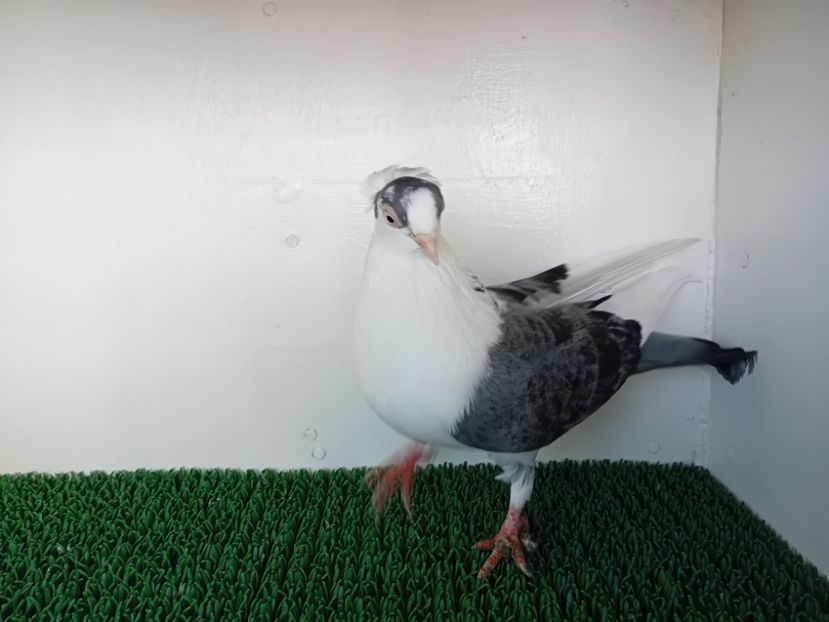  - JUCATORI DE GALATi DE VINZARE