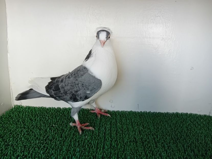  - JUCATORI DE GALATi DE VINZARE