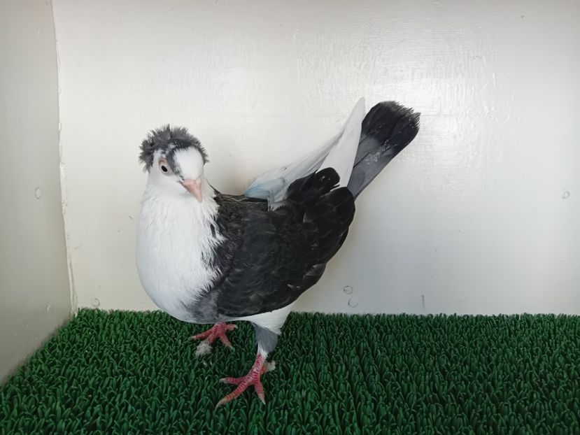  - JUCATORI DE GALATi DE VINZARE