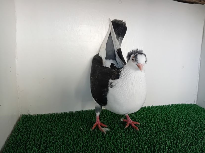  - JUCATORI DE GALATi DE VINZARE