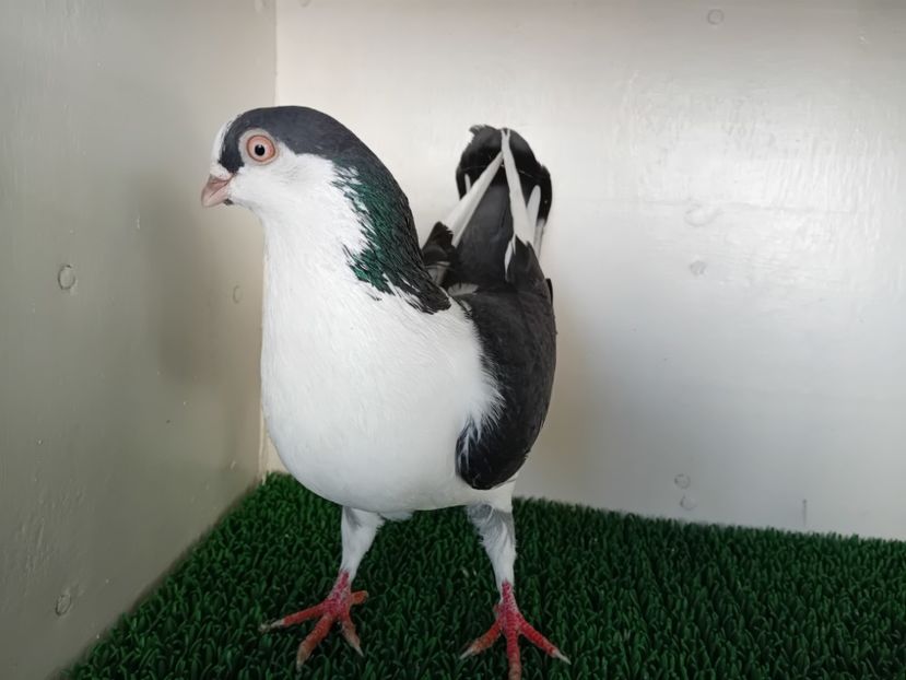  - JUCATORI DE GALATi DE VINZARE