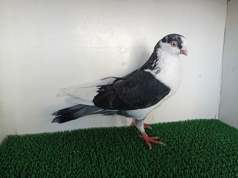  - JUCATORI DE GALATi DE VINZARE