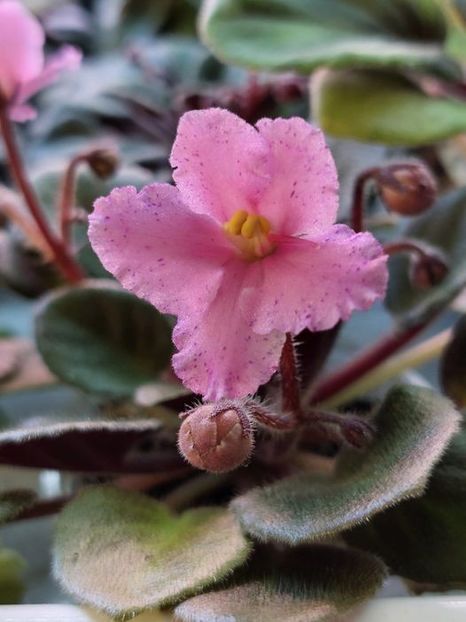  - Morgan s It s Suite Hopper