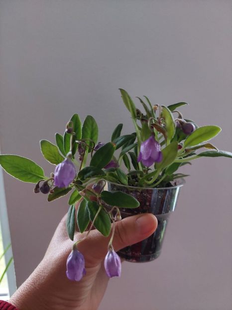  - LE-Sotlandscyi Veresk