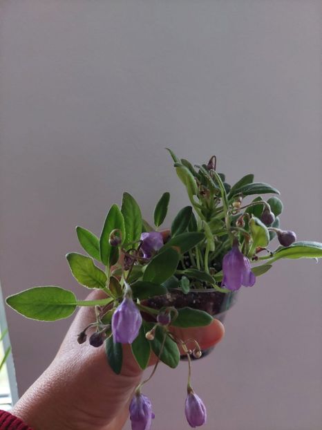  - LE-Sotlandscyi Veresk