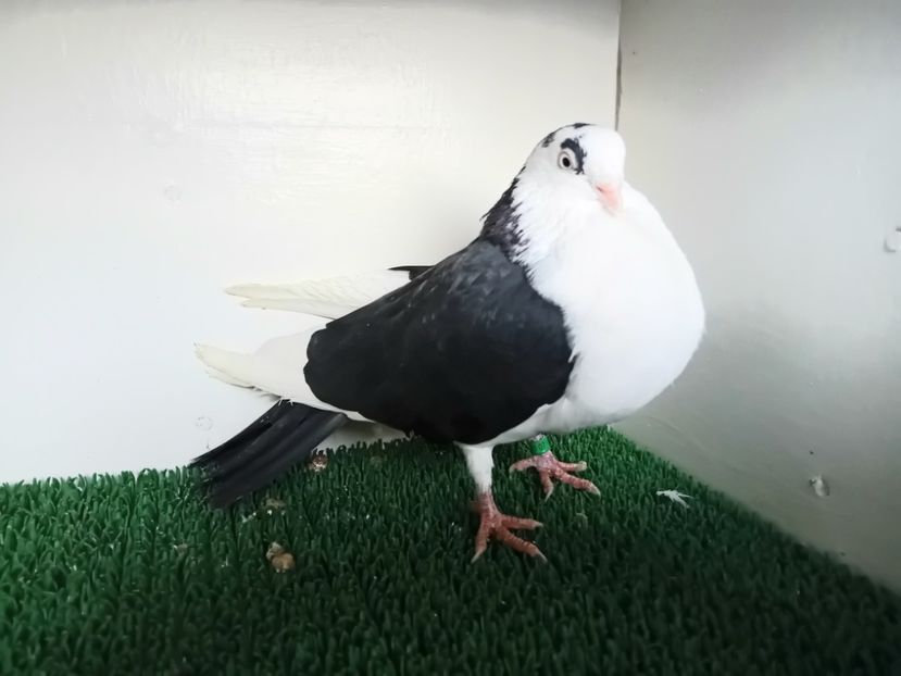  - JUCATORI DE GALATi DE VINZARE