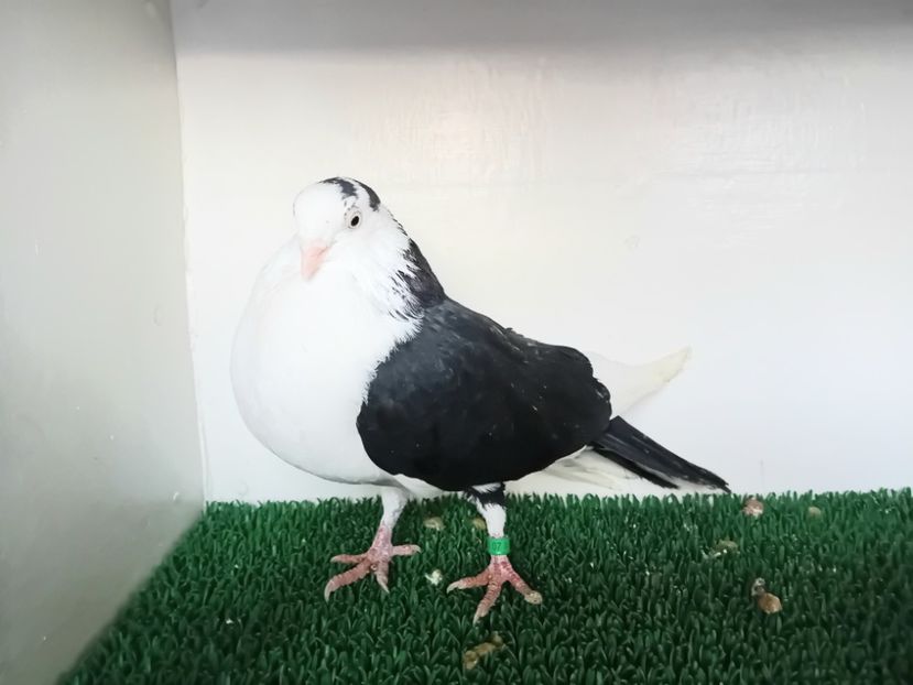  - JUCATORI DE GALATi DE VINZARE