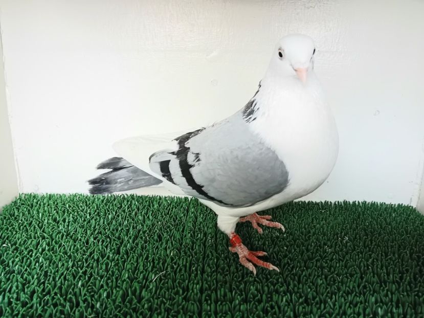  - JUCATORI DE GALATi DE VINZARE