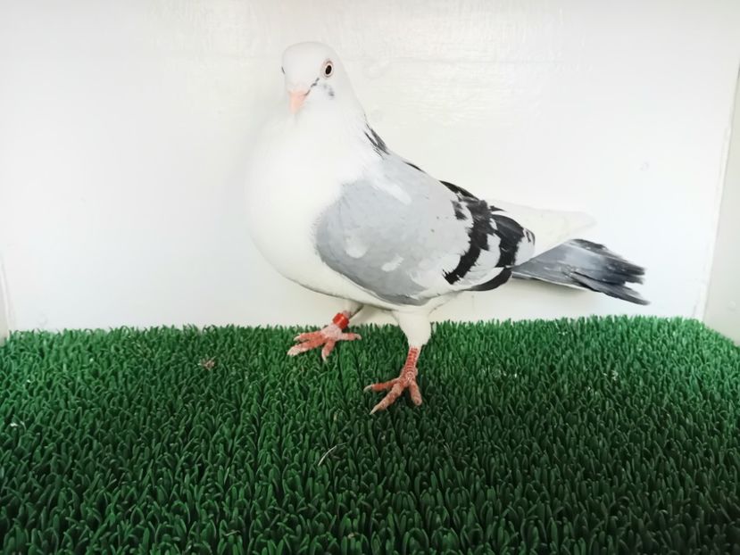  - JUCATORI DE GALATi DE VINZARE