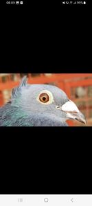 Screenshot_20241024_080951_Facebook - Porumbei maturi