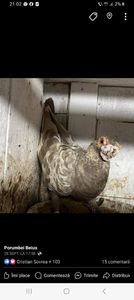 Screenshot_20241103_210241_Facebook - Porumbei maturi