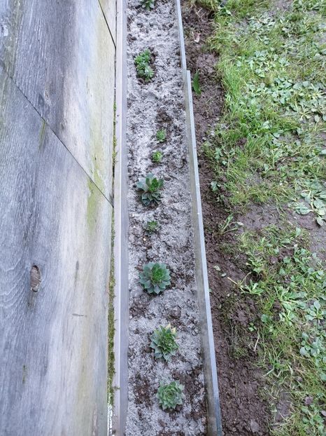 Img.2024.11.02 - Suculente