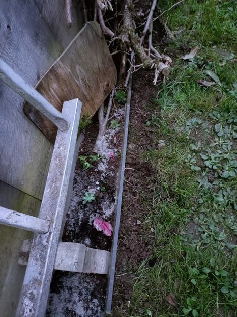 Img.2024.11.02 - Suculente