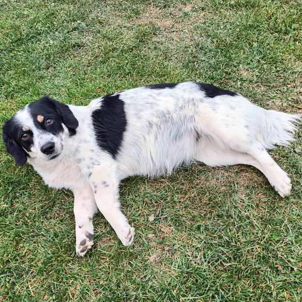  - AAAAAAAA__FLORA ȘI MUSTAȚĂ