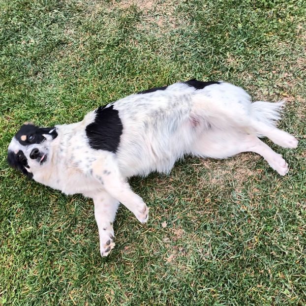  - AAAAAAAA__FLORA ȘI MUSTAȚĂ