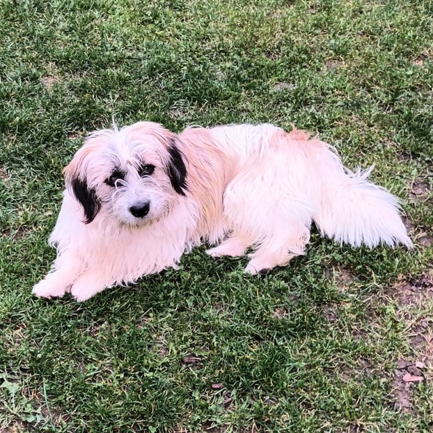  - AAAAAAAA__FLORA ȘI MUSTAȚĂ