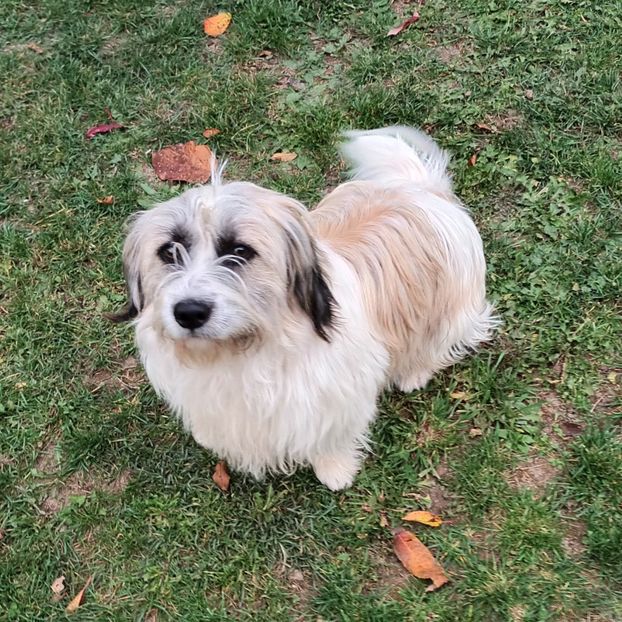  - AAAAAAAA__FLORA ȘI MUSTAȚĂ