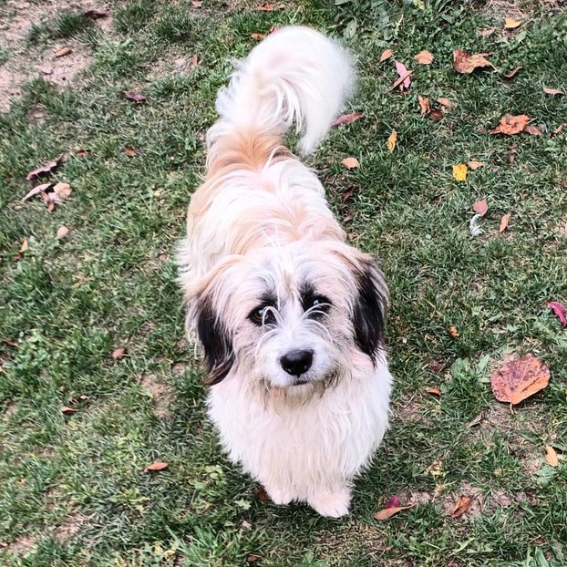  - AAAAAAAA__FLORA ȘI MUSTAȚĂ