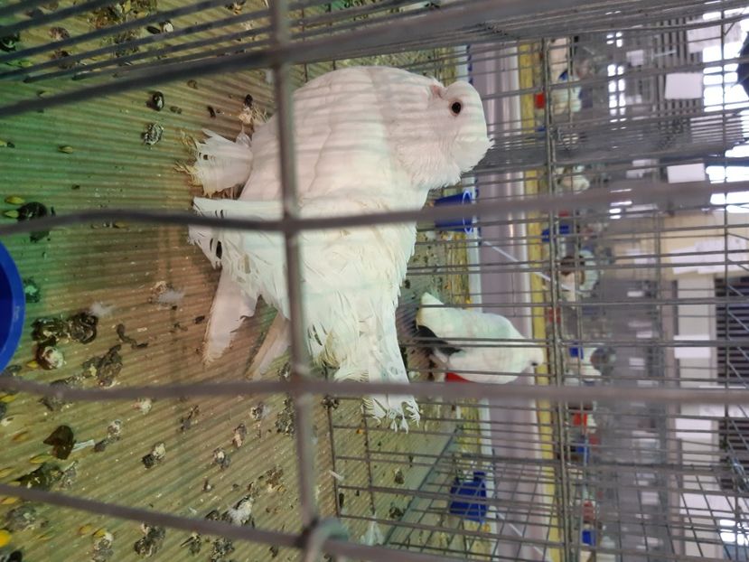  - Siberieni caută voliera noua
