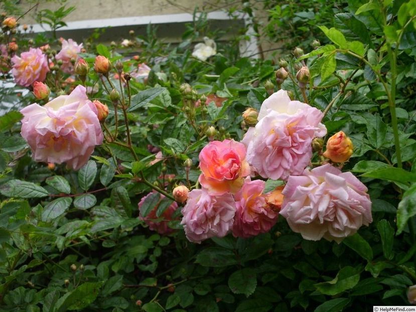 Ghilaine Feuerwerk 1 - GHISLAINE FEUERWECK