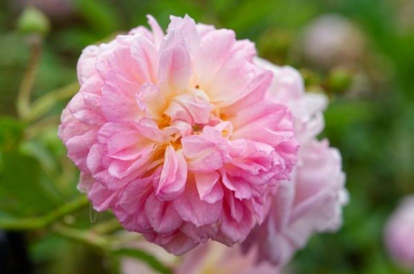  - GHISLAINE FEUERWECK