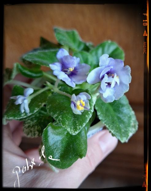 Andirodack Moon - A Violete mini si semimini