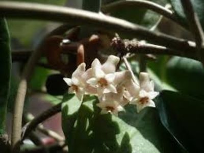 Hoya Acuta Borneo - 00 HOYA-Lacrima Maicii Domnului sau Nectarul Zeilor