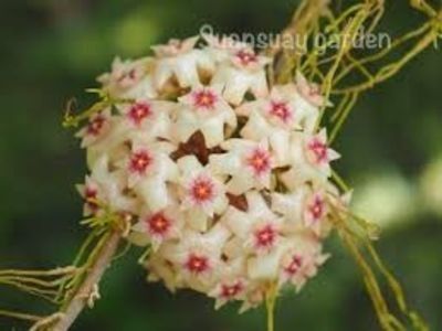 Hoya Amoena - 00 HOYA-Lacrima Maicii Domnului sau Nectarul Zeilor