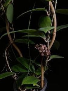 Hoya Anda - 00 HOYA-Lacrima Maicii Domnului sau Nectarul Zeilor