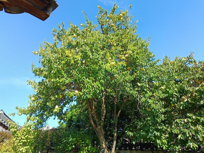 IMG20241025114250 - 3 Palatul Gyeongbokgung