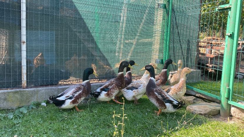 717E430D-3BC6-4A46-B389-E7A9753A9EEF - Rațe Welsh-Harlequine