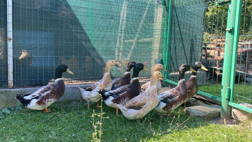 FC80268F-2211-41BE-85E6-669FAFAFB322 - Rațe Welsh-Harlequine