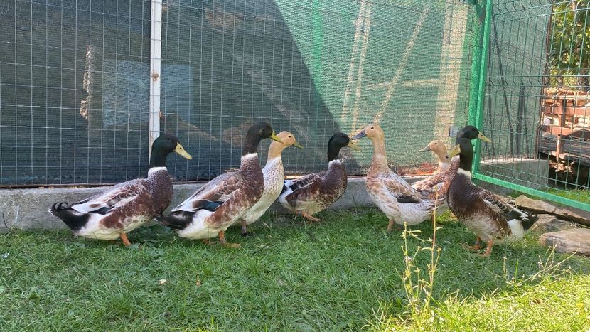 6558B0D8-BC55-4C91-A909-10D942063AAB - Rațe Welsh-Harlequine