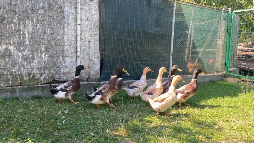 1FE347A1-8709-4B1C-86C9-DE5DA165A15A - Rațe Welsh-Harlequine